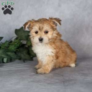 Giggles, Morkie / Yorktese Puppy